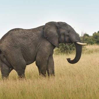 animal totem elephant-
